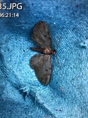 Eupithecia virgaureata