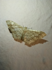 Idaea moniliata