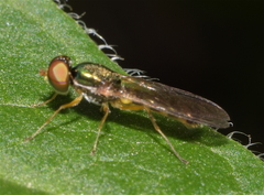 Microchrysa latifrons