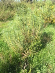 Hymenolepis crithmifolia