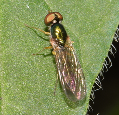 Microchrysa latifrons