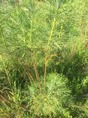 Hymenolepis crithmifolia