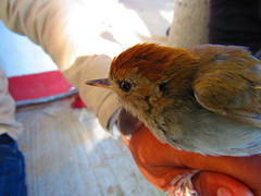 Catharus occidentalis