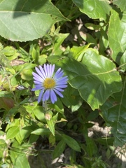 Eurybia spectabilis