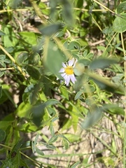 Eurybia spectabilis