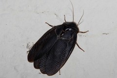 Polyphaga aegyptiaca