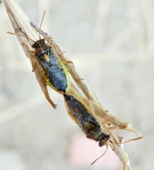 Brachycarenus tigrinus