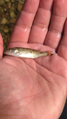 Micropterus dolomieu