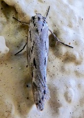 Ethmia discostrigella