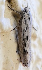 Ethmia discostrigella