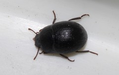 Micrositus orbicularis