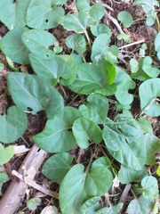 Magnoliopsida