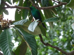 Nectarinia famosa famosa