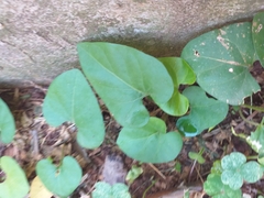 Magnoliopsida