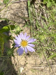 Eurybia spectabilis