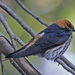 Lesser Striped Swallow - Photo (c) Jerry Oldenettel, some rights reserved (CC BY-NC-SA)