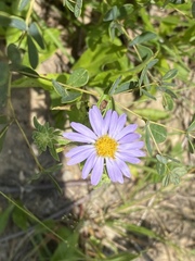 Eurybia spectabilis