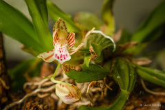 Leochilus crocodiliceps