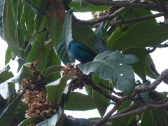 Nectarinia famosa famosa