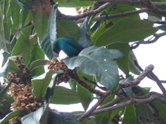 Nectarinia famosa famosa