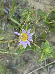 Eurybia spectabilis