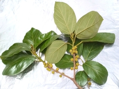 Ficus fulva