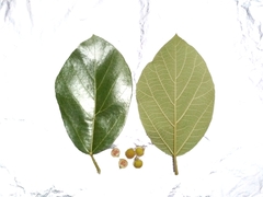 Ficus fulva