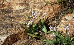 Cyanella cygnea