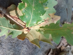 Andricus galeatus