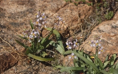Cyanella cygnea