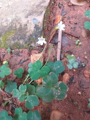 Oxalis