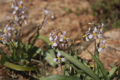Cyanella cygnea