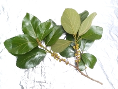 Ficus fulva