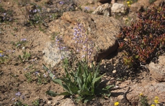 Cyanella cygnea