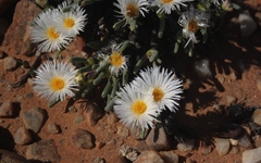 Monilaria moniliformis