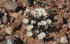 Monilaria moniliformis