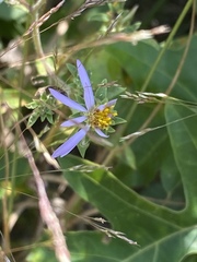 Eurybia spectabilis