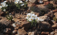 Monilaria moniliformis