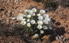 Monilaria moniliformis