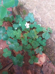 Oxalis
