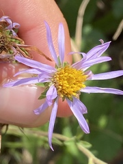 Eurybia spectabilis