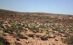 Monilaria moniliformis