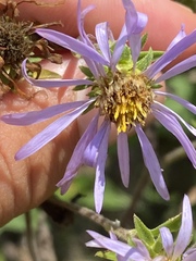 Eurybia spectabilis