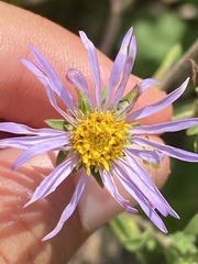 Eurybia spectabilis