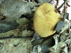 Boletus ochraceoluteus
