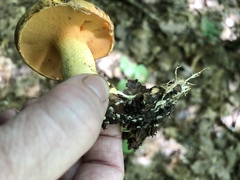Boletus ochraceoluteus