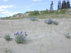 Lupinus kuschei