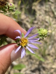 Eurybia spectabilis