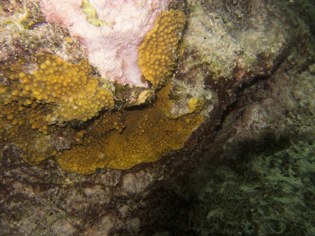 Turbinaria coral (no English common name)