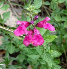 Salvia lemmonii